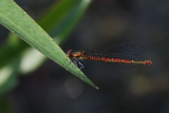 David Plant Photography - Wildlife Photographer - Large red damselfly - A